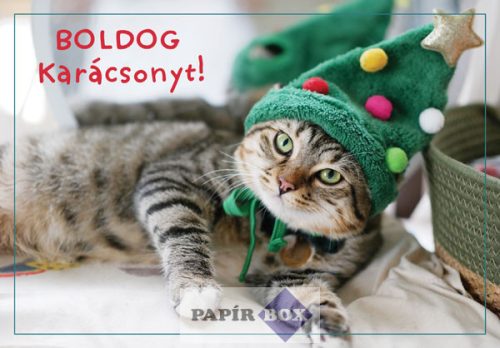 Képeslap, Karácsony, Cica