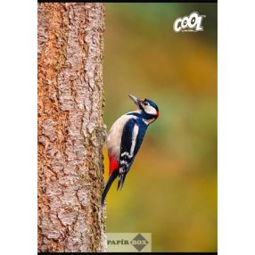   Füzet, tűzött, A/4, vonalas, 80 lap, COOL BY VICTORIA "Birds"