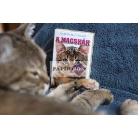 Kártyajáték Macskák