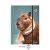 Gumis mappa, karton, A/4, OPTISCHOOL "Capybara"