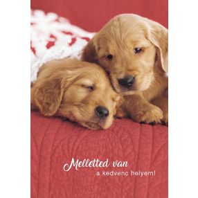 Valentin nap, szerelem